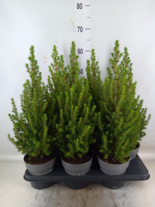 <h4>Picea glauca 'Perfecta'</h4>
