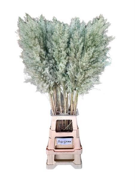 <h4>DF Pampas 115cm Olive green</h4>