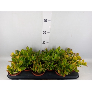 Crassula   ...mix