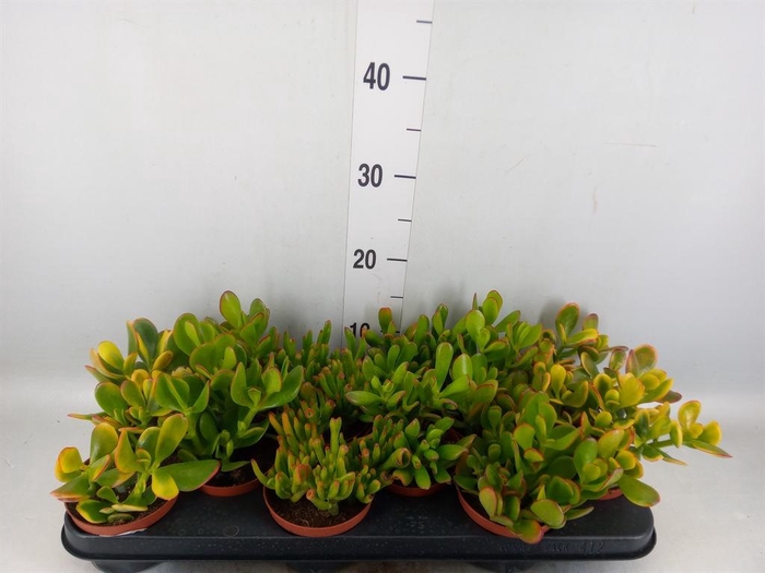 <h4>Crassula ...mix</h4>