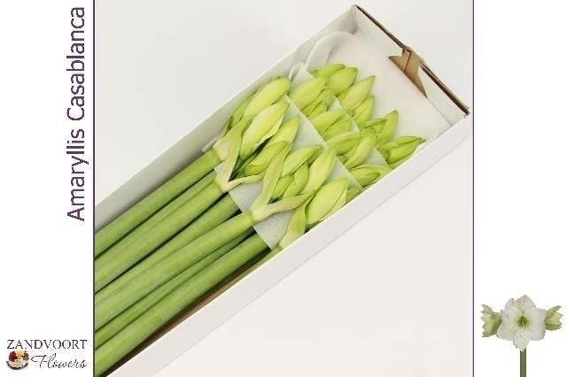 <h4>HIPP GA CASABLANCA</h4>