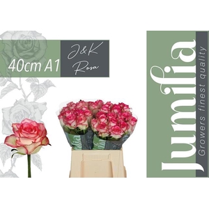 Rosa large jumilia