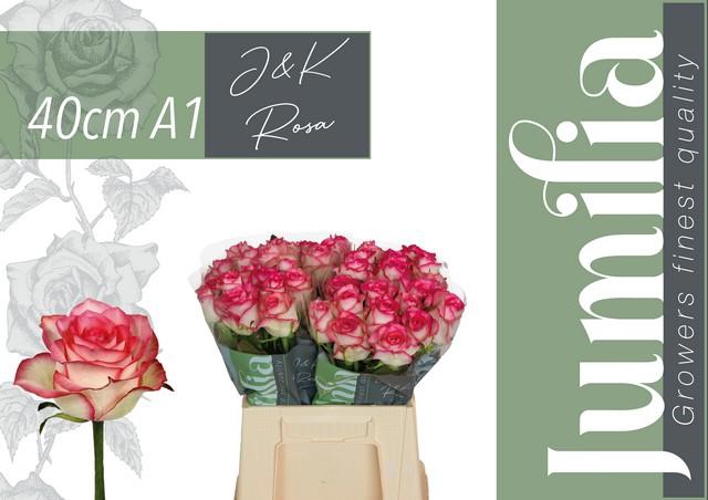 <h4>Rosa large jumilia</h4>