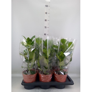 Clusia rosea 'Princess'