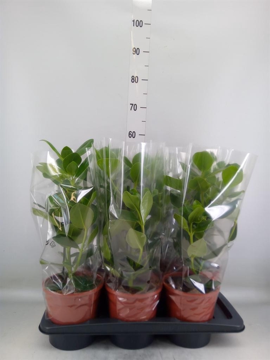 <h4>Clusia rosea 'Princess'</h4>