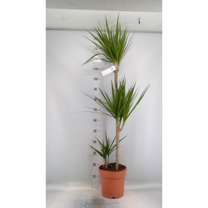 Dracaena marg.