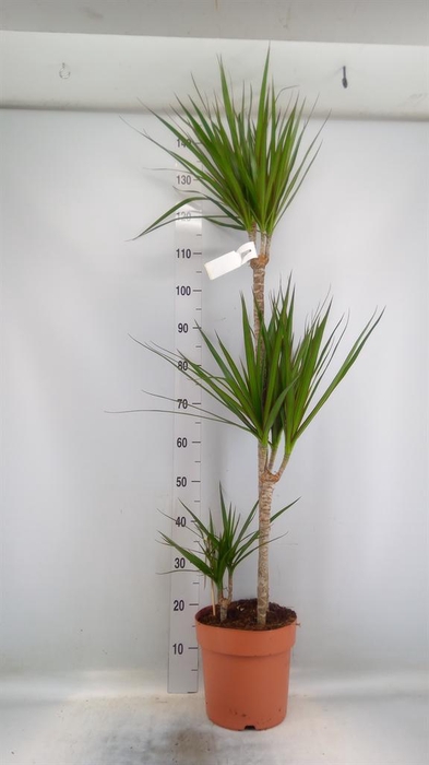 <h4>Dracaena marg.</h4>