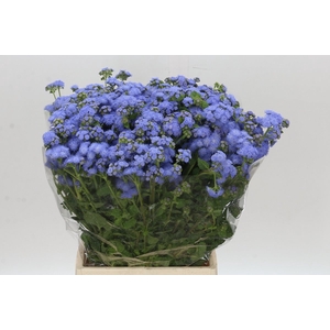 AGER H BLUE PLANET