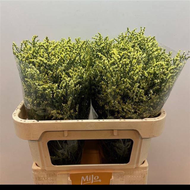 <h4>LIM SIN CHINA YELLOW</h4>