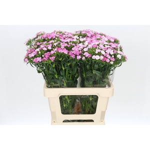 Dianthus Br Amazon Rose Magic