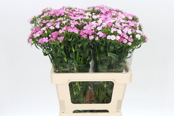 <h4>Dianthus Br Amazon Rose Magic</h4>