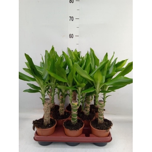 Dracaena frag. 'Steudneri'