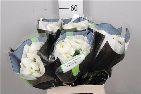 <h4>Ran Elegance White</h4>