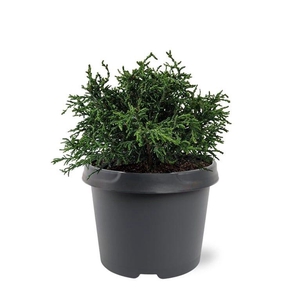 Chamaecyparis obtusa 'Lycopodioides'