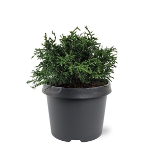 Chamaecyparis obtusa 'Lycopodioides'