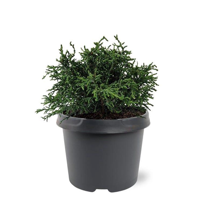 <h4>Chamaecyparis obtusa 'Lycopodioides'</h4>