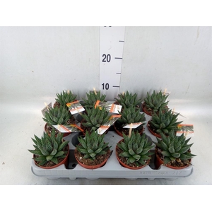 Haworthia   ...