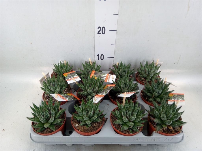<h4>Haworthia   ...</h4>