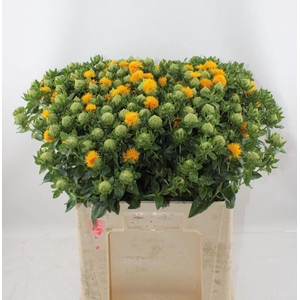 Carthamus Oranje