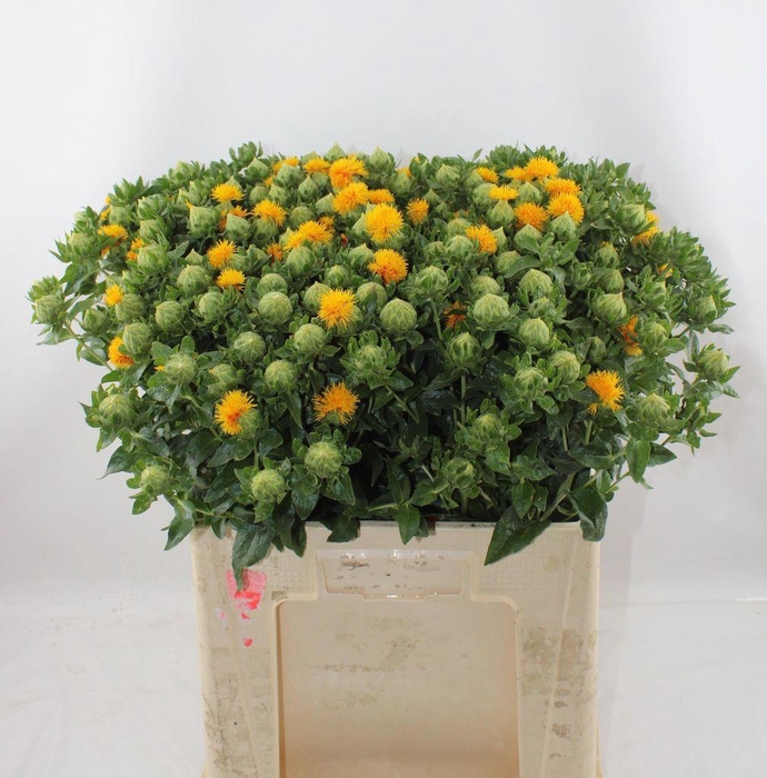<h4>Carthamus Oranje</h4>