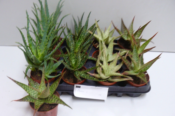 <h4>ALOE GEM</h4>