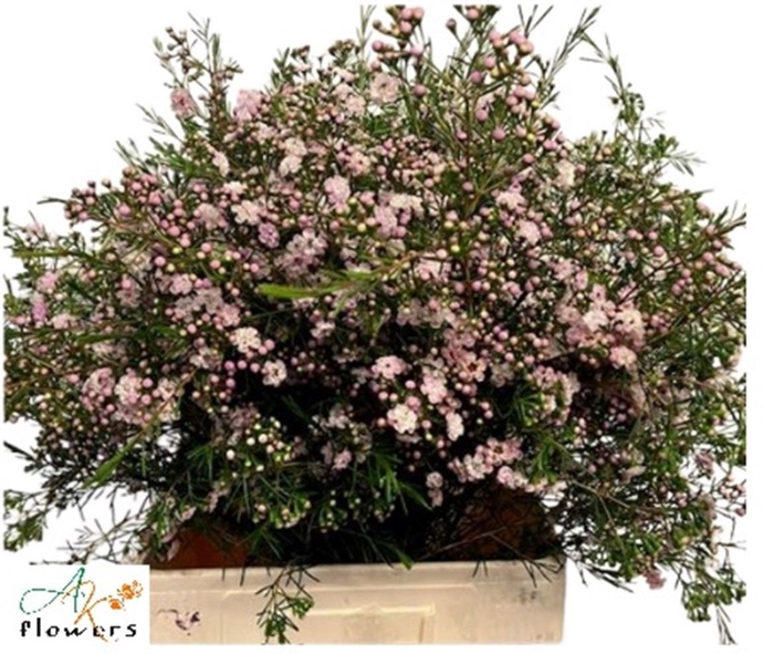 <h4>CHAME UN DANC QUEEN</h4>