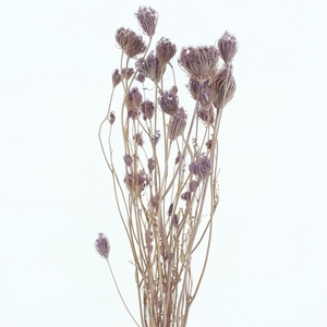 Dried Finocchio Lavender P Bunch