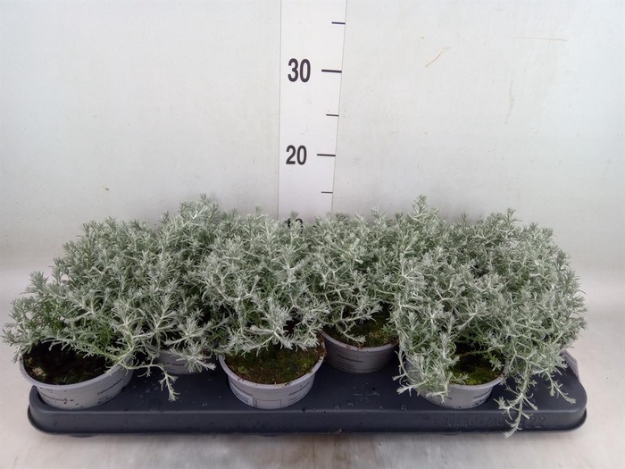 <h4>Leucophyta brownii</h4>