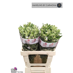 OXY CO PERF WHI HARM