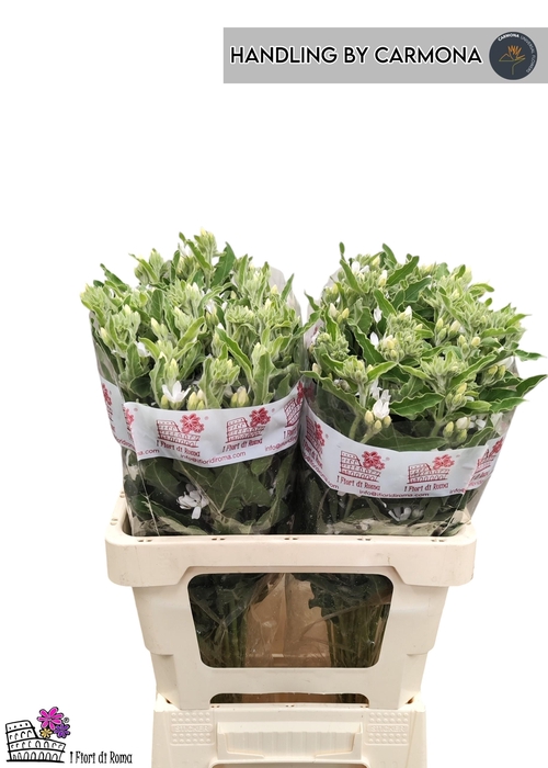 <h4>OXY CO PERF WHI HARM</h4>