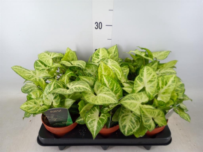 <h4>Syngonium 'Arrow'</h4>