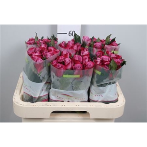 R Gr Cassis