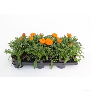Gazania rigens New Day Clear Orange