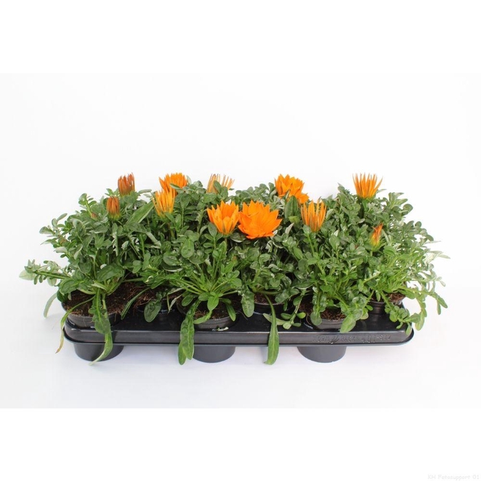 <h4>Gazania rigens New Day Clear Orange</h4>