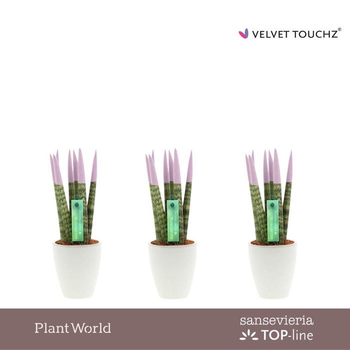 <h4>Sansevieria VELVET TOUCHZ® Pastel paars in Osaka keramiek</h4>