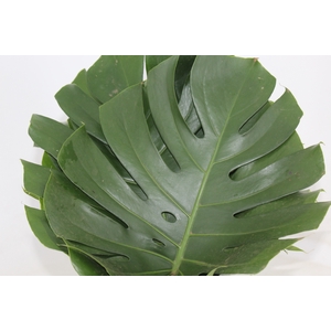 FOLHAGEM MONSTERA DELICIOSA 060 CM