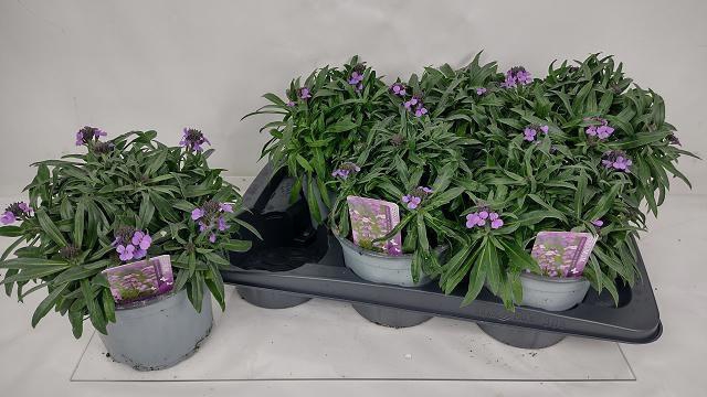 <h4>ERYS BOWLES MAUVE</h4>