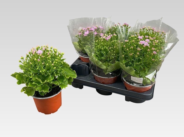 <h4>PERI C VENEZ ROSE</h4>