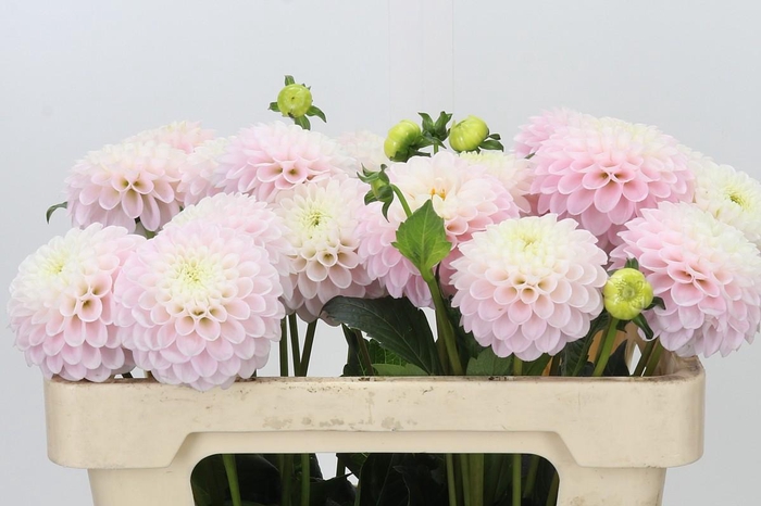 <h4>Dahlia Light Wizard</h4>