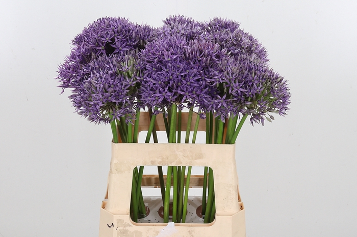 <h4>Allium Jackpot</h4>