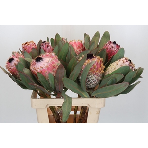 Protea Barbigera
