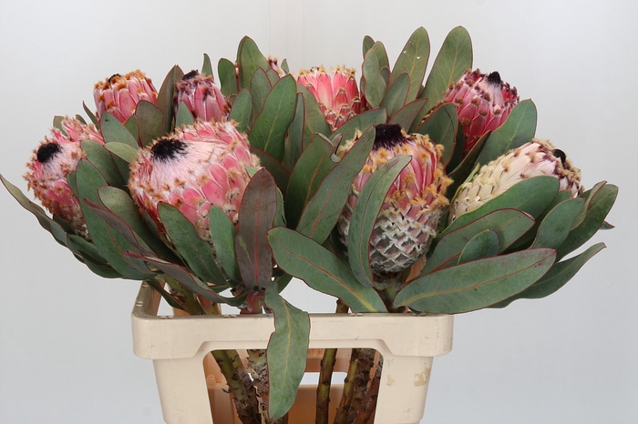 Protea Barbigera