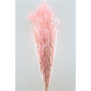 Pres Licopodium Long L Pink Bunch