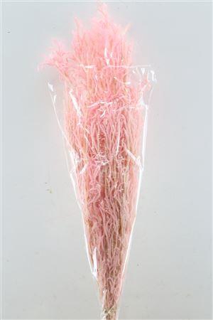 <h4>Pres Licopodium Long L Pink Bunch</h4>