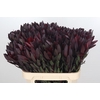 Leucadendron Saf Sunset Dark R.