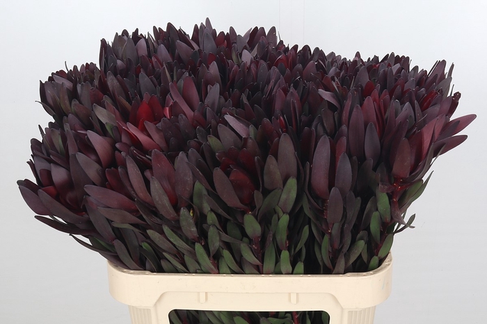 <h4>Leucadendron Saf Sunset Dark R.</h4>