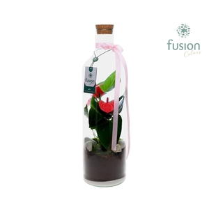 Green Bottle Fles Large Love met Anthurium