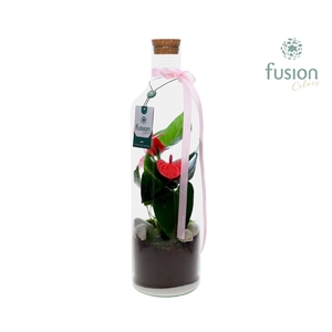 Green Bottle Fles Large Love met Anthurium