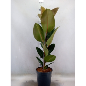 Ficus elastica 'Robusta'