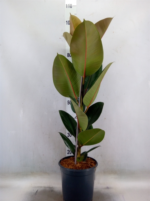 <h4>Ficus elastica 'Robusta'</h4>